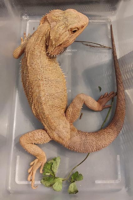 Bartagame: Foto: Polizei DE