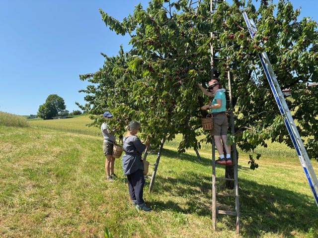 Helferinnen und Helfer des Natur- und Vogelschutzvereins Gipf-Oberfrick waren bei der Kirschernte im Einsatz. Foto: zVg