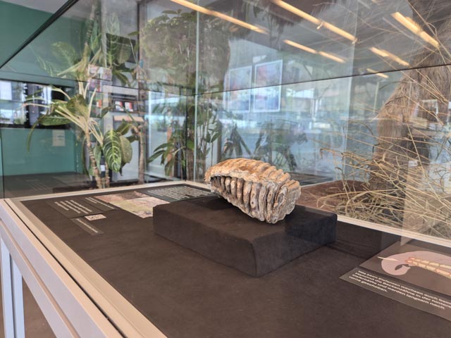 Der Mammutbackenzahn, gefunden in Baden, ist ab sofort im frei zugänglichen Museumsfoyer des Naturama ausgestellt. Foto: © Naturama 