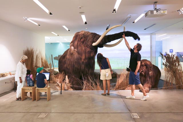 Das beliebte Mammut in Echtgrösse und weitere Mammut-Ausgrabungen aus der Region finden Besucher:innen in der Dauerausstellung im Untergeschoss des Naturama. Foto: © Naturama