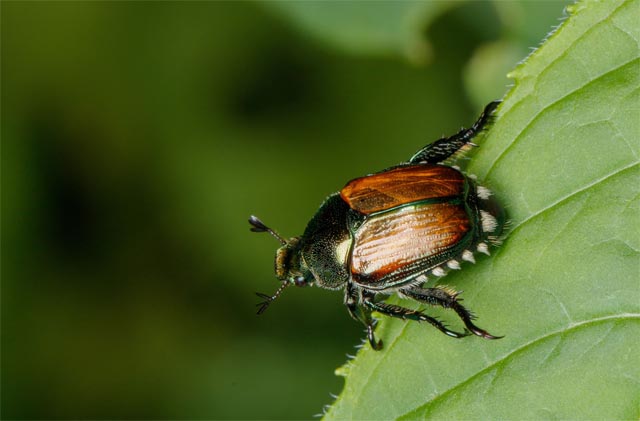 Ein Japankäfer auf einem grünen Blatt. Foto: © Adobe Stock