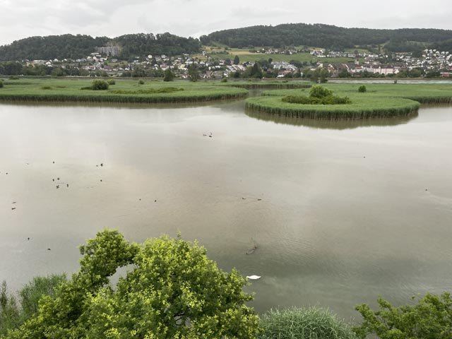 Schutzgebiet Klingnauer Stausee mit Wasser- und Watvögel. Foto: © Kanton Aargau