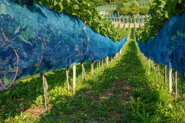 Wenn nicht gänzlich auf Netze verzichtet werden kann, sollten sie in jedem Fall fachgerecht angewendet werden, wie diese Seitennetze. Foto: © Christian Linder