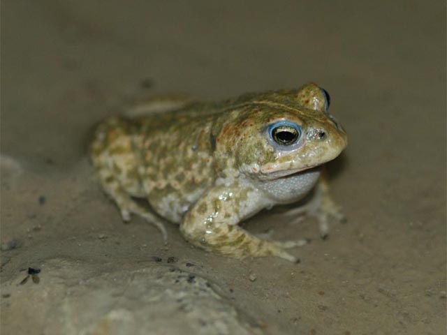 Die Kreuzkröte, Epidalea calamita, ist unter den hiesigen Amphibienarten am stärksten an seichte, temporäre Gewässer gebunden. Foto: © Christoph Flory / Pro Natura Aargau