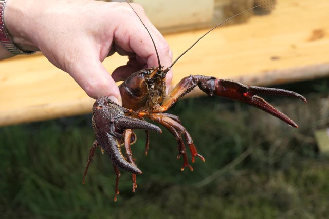 In die faszinierende Welt der Flusskrebse eingetaucht. Fotos: zVg