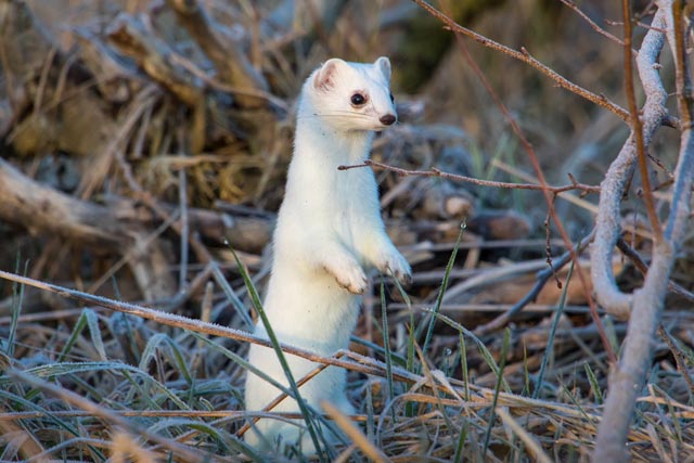 Ein Wiesel im Unterholz und auf offenem Gelände. Foto: © Stefan Gerth