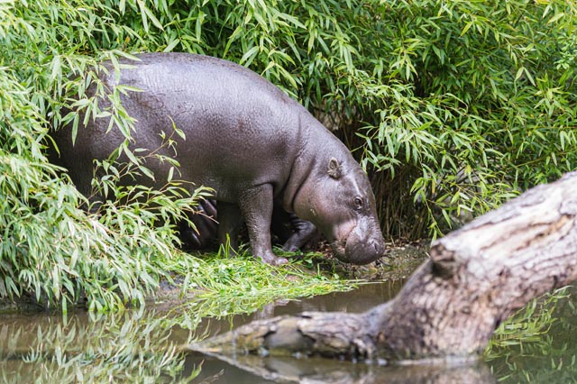 Zwergflusspferd-Kuh Ashaki freut sich hoffentlich über ihren neuen Gefährten. Foto: Zoo Basel 