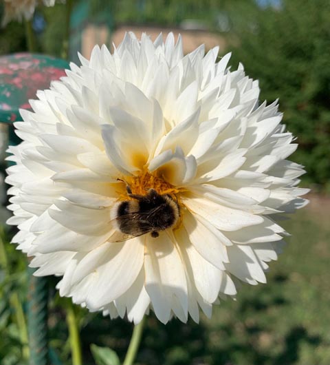 Foto: Margrit Freudemann, Kaisten