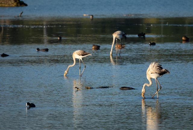 Foto: Jacqueline Venzin, Kaisten