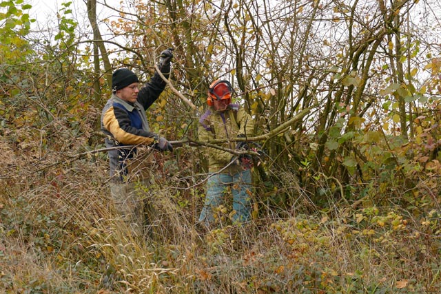 Die Hecken am Egelsee bedürfen regelmässiger Pflege.