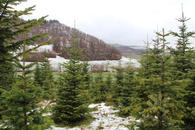 Impressionen vom Weihnachtsbaumverkauf in der Jurapark-Gemeinde Wölflinswil. Foto:  © Jurapark Aargau