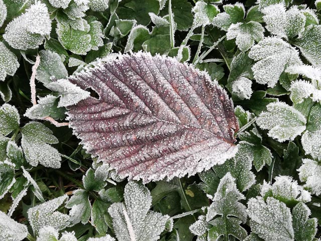 Foto: Olivia Di Marco, Frick