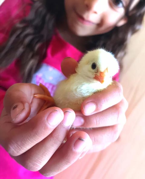 Ein Küken schlüpft im Schulmodul. Foto: © Jurapark Aargau