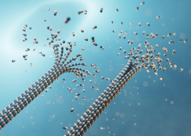 Mikrotubuli beim Ab- und Aufbau – diese dynamischen Proteinstränge bilden das Gerüst der Zelle und sind aktiv an der Weiterleitung von Signalen beteiligt. © Paul Scherrer Institut PSI/Monika Blétry