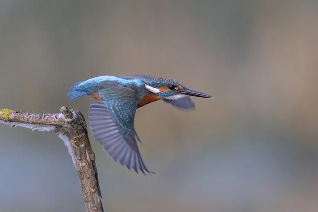 Der Eisvogel im Flug. Foto: BirdLife/Beat Rüegger