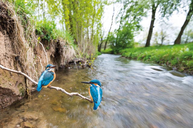 Ob sie sich ihrer Schönheit wohl bewusst sind? Foto: BirdLife/Ralph Martin
