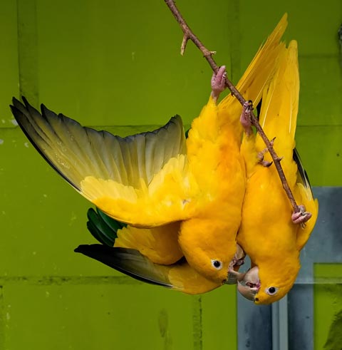 Farbenfrohe Vögel im Glück. Foto: zVg
