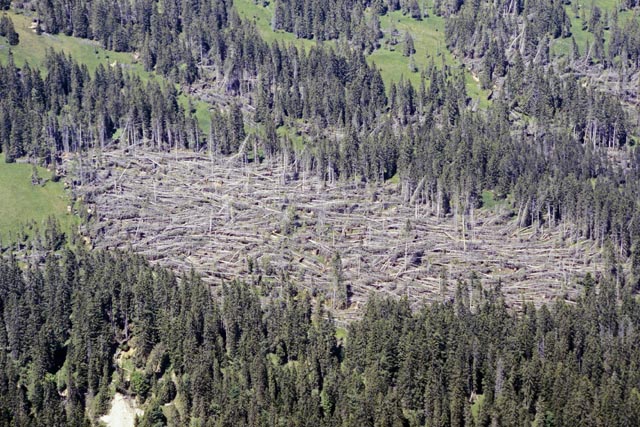  Ein Wald nach Lothar. Foto: Reinhard Lässig / WSL