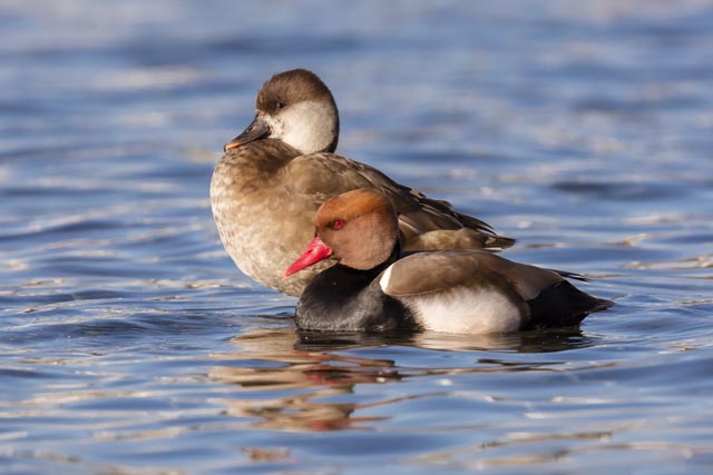 Die Kolbenente hat stark von saubereren Gewässern profitiert. Die über 25 000 in der Schweiz überwinternden Individuen entsprechen etwa der Hälfte des westeuropäischen Bestands! Foto: © Marcel Burkhardt