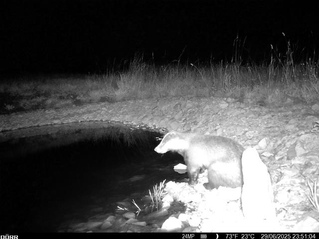 Neuangelegte Weiher locken verschiedene Tiere an. Foto: © apiaster GmbH