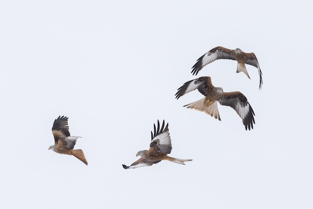 An den winterlichen Schlafplätzen sammeln sich teilweise dutzende Rotmilane und sorgen für eine spektakuläre Flugshow. Foto: © Beat Rüegger