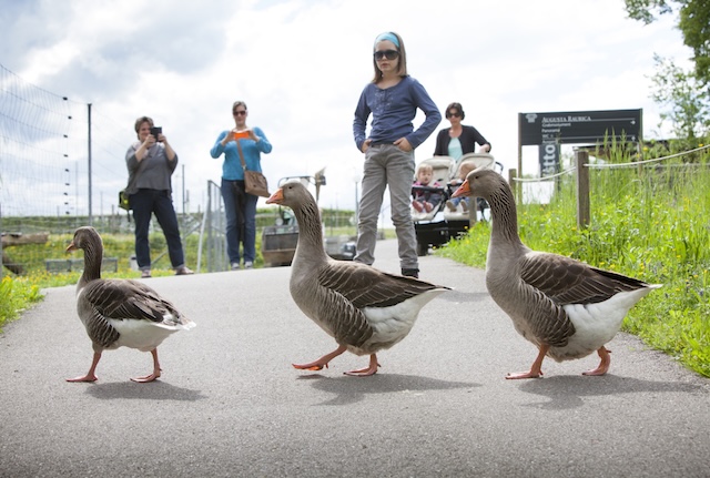 Beim Familienausflug im Tierpark bestimmen manchmal die Gänse, wo es langeht. Foto: © Augusta Raurica