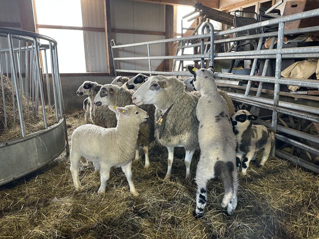 Die Aufregung im Schafstall ist gross, die Lämmer scharen sich um ihre Mütter. Foto: Sonja Fasler