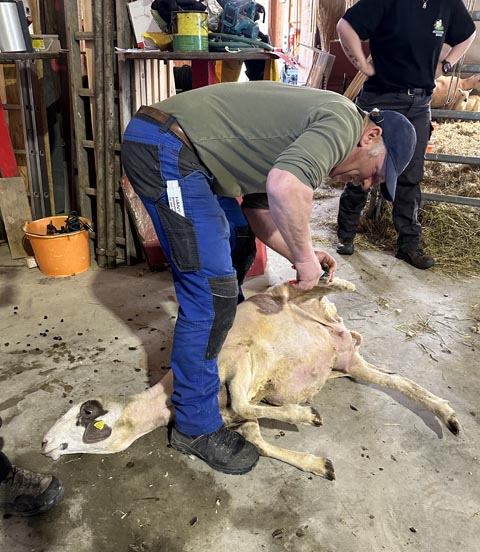 Pro Tier fallen bis zu sechs Kilogramm Wolle an. Foto: Sonja Fasler