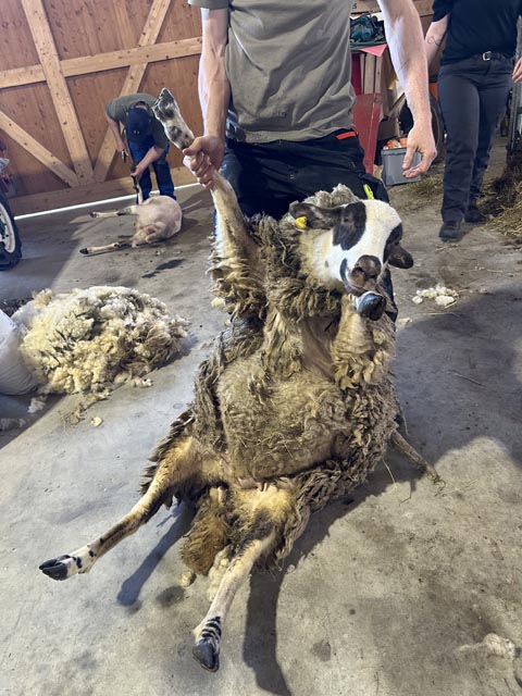 uf dem Rücken liegend kommen die Schafe zur Ruhe. Foto: Sonja Fasler