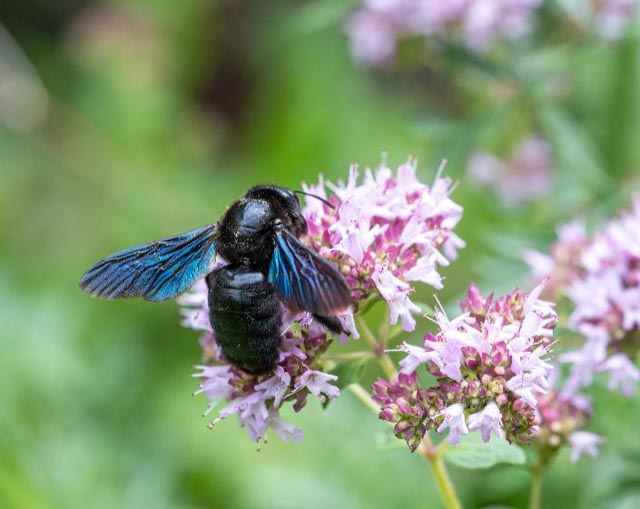 Alle Wildbienen brauchen genügend Blütenangebot, um ihren Nachwuchs zu ernähren. Hier auf dem Wilden Majoran. Foto: Sarah Grossenbacher