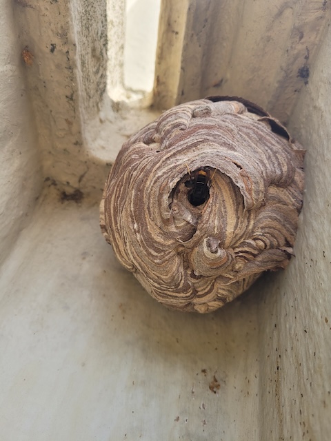 Vornest der Asiatischen Hornisse. Foto: Vespa-Watch, iNaturalist