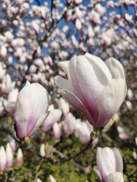 Foto: Olivia Di Marco, Frick