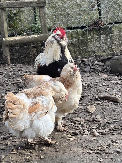 Die aufgefundenen Hühnervögel. Foto: Polizei Oberes Fricktal