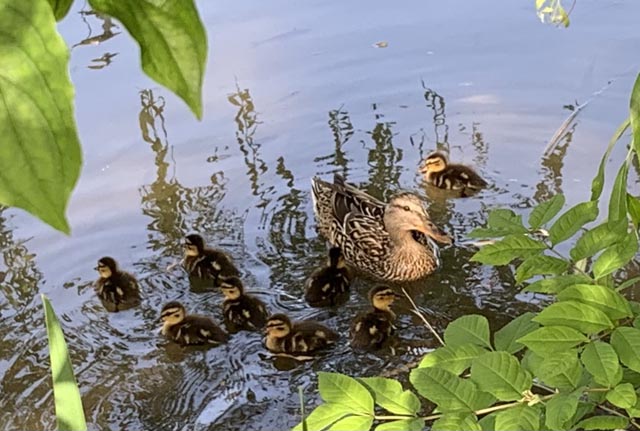 Foto: Margrit Freudemann, Kaisten