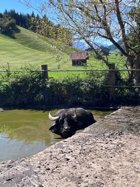 Besuch bei den Wasserbüffeln. Foto: zVg