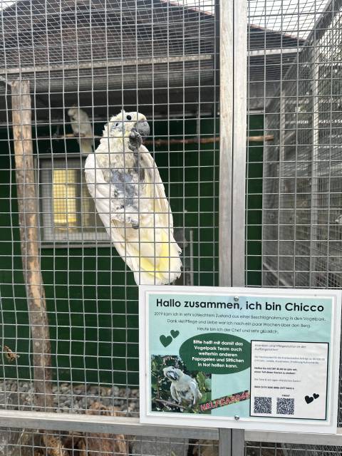 Kakadu Chicco wurde übel mitgespielt, aber jetzt ist er der heimliche Star des Vogelparks. Foto: Sonja Fasler